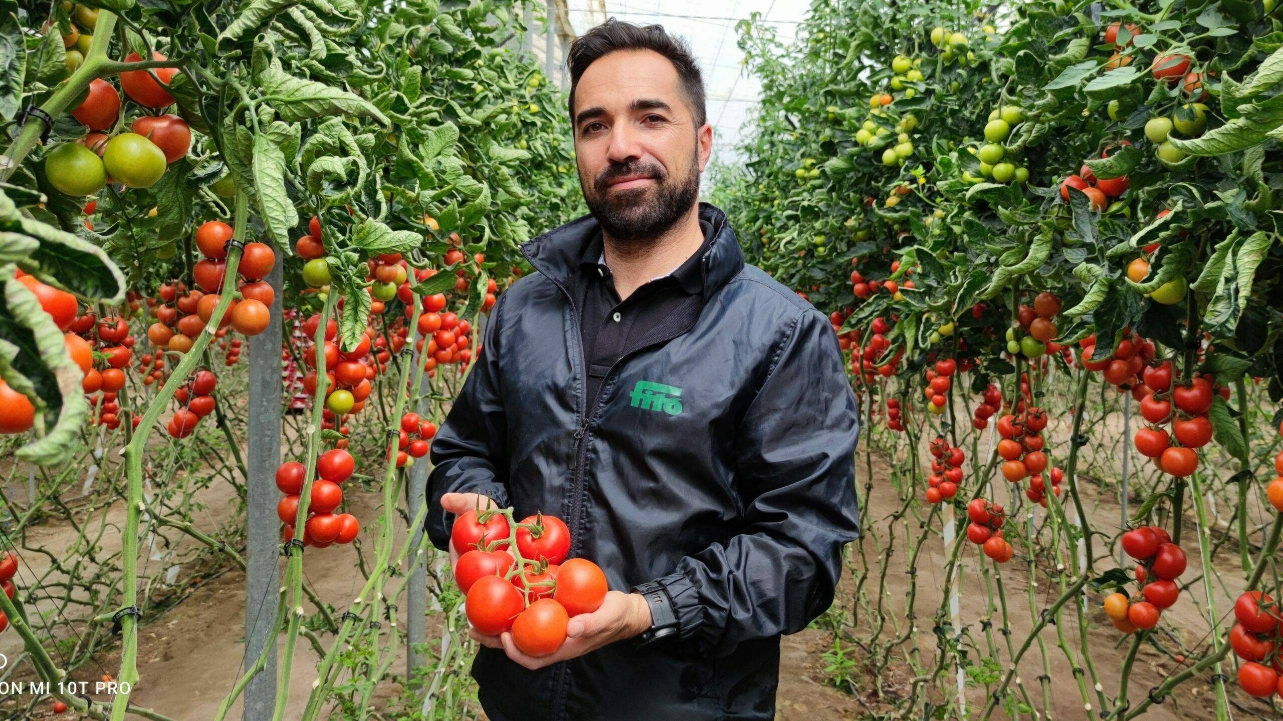 1.- Alejandro Sánchez en una finca de Ateneo tras 8 meses desde el trasplante|Foto 2.- CARTEL CAMPAÑA ATENEO 1 MILLÓN DE GRACIAS|Foto 3.- Tomate en ramo Ateneo